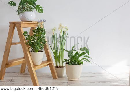 The House Plants On Wooden Ladder Indoor