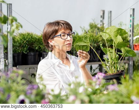 Woman Chooses Plants And Trees For Landscaping. Outdoor Shelves With Seedlings, Flowering Plants And
