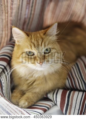 Cute Ginger Cat Is Hiding On Window Sill In Striped Curtains. Curious Fluffy Pet At Home.