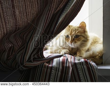 Cute Ginger Cat Is Hiding On Window Sill Behind Striped Curtains. Curious Fluffy Pet At Home.