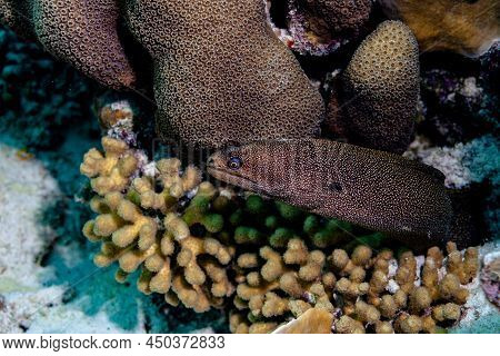 Goldtail Moray Eels On A Prey Trek Through The Coral