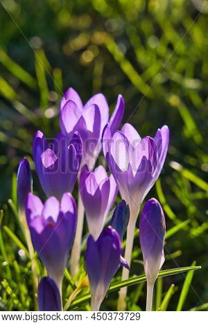 Beautiful Purple Crocuses In The Sun In Early Spring