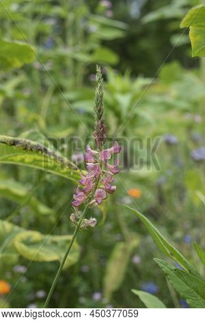 Close-up Of A Sainfoin Flower In A Meadow With Pink Blossoms