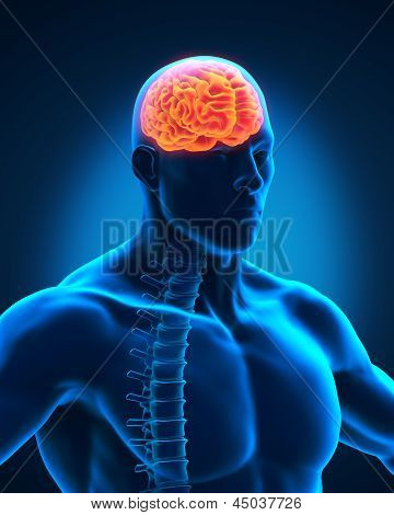 脊髄と脳の解剖学