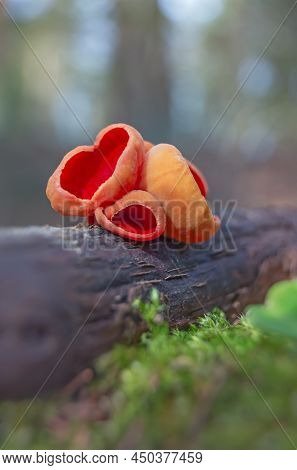 Sarcoscypha Austriaca - A Saprobic Rare Nonedible Fungus Known As The Scarlet Elfcup. Beige Mushroom