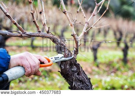 Farmer Pruning The Vine In Winter. Agriculture.