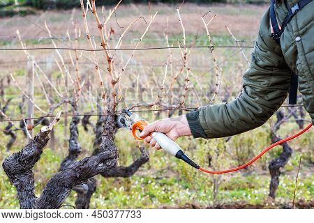 Farmer Pruning The Vine In Winter. Agriculture.