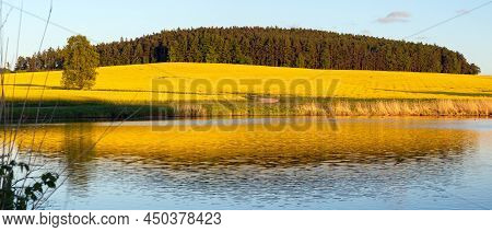 Rapeseed, Canola Or Colza Field Landscape Panorama In Latin Brassica Napus, Rape Seed Is Plant For G