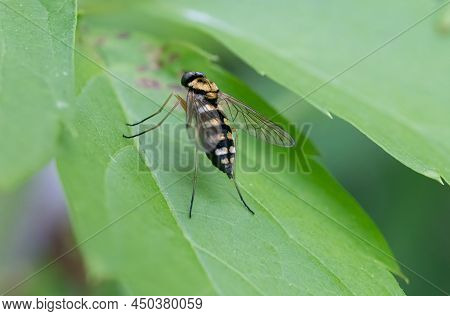 Striped Horsefly Is Perched On A Green Leaf For A Macro Shot