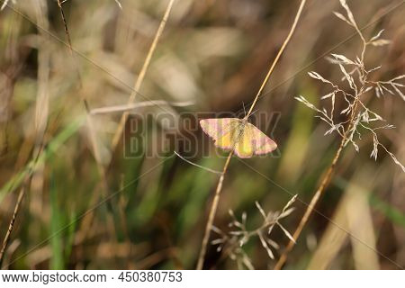 Portrait Of A Red Banded Moth In The Grass Of A Meadow.\na Butterfly In A Meadow, Meadow Plant. Beau