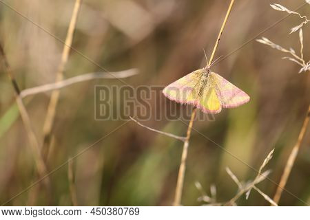 Portrait Of A Red Banded Moth In The Grass Of A Meadow.\na Butterfly In A Meadow, Meadow Plant. Beau