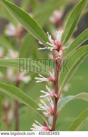 Macro Shot Of Himalayan Sweet Box (sarcocca Hookeriana) Flowers In Bloom