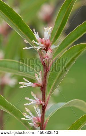 Himalayan Sweet Box (sarcocca Hookeriana) Flowers