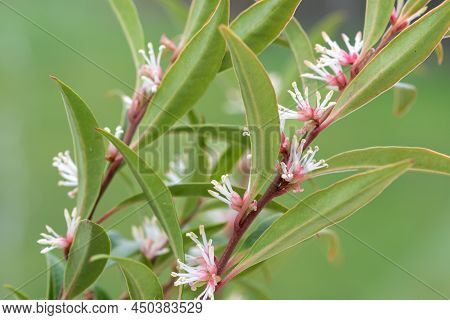 Himalayan Sweet Box (sarcocca Hookeriana) Flowers