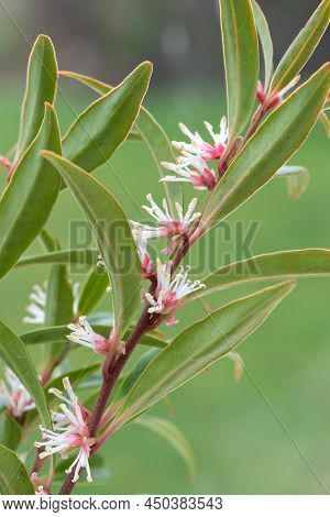 Macro Shot Of Himalayan Sweet Box (sarcocca Hookeriana) Flowers In Bloom