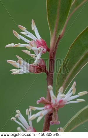 Himalayan Sweet Box (sarcocca Hookeriana) Flowers