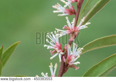 Himalayan Sweet Box (sarcocca Hookeriana) Flowers