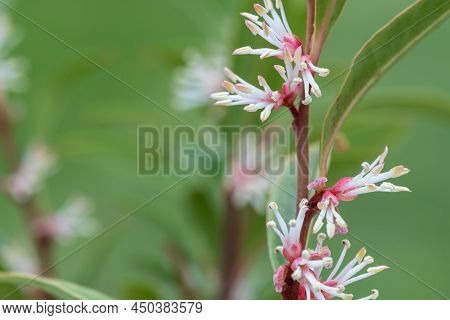 Himalayan Sweet Box (sarcocca Hookeriana) Flowers
