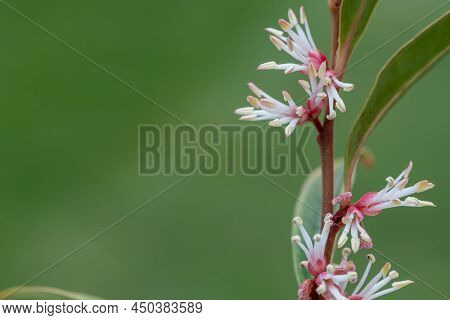 Himalayan Sweet Box (sarcocca Hookeriana) Flowers