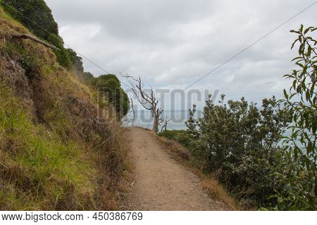 The View Of A Path And Dry Tree At Background At Mangawhai Cliffs Walk Track, New Zealand.