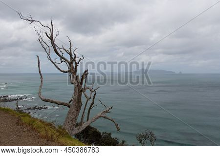 The View Of Picturesque Landscape With Dry Tree At The Cliff, Sea And Rainy Clouds On Background, Ne