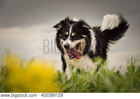 Border Collie Is Running In Yellow Colza. He Is Running For His Breader