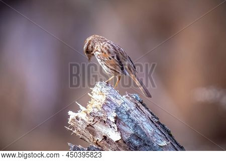 A Song Sparrow (melospiza Melodia) Appears To Be Pondering Deep Thoughts. Raleigh, North Carolina.