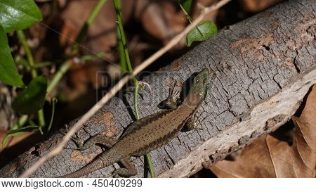 Phoenicolacerta Laevis, The Lebanon Lizard, Is A Species Of Lizard In The Family Lacertidae. It Is F
