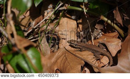 Phoenicolacerta Laevis, The Lebanon Lizard, Is A Species Of Lizard In The Family Lacertidae. It Is F