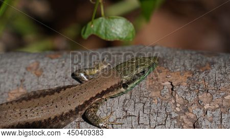 Phoenicolacerta Laevis, The Lebanon Lizard, Is A Species Of Lizard In The Family Lacertidae. It Is F