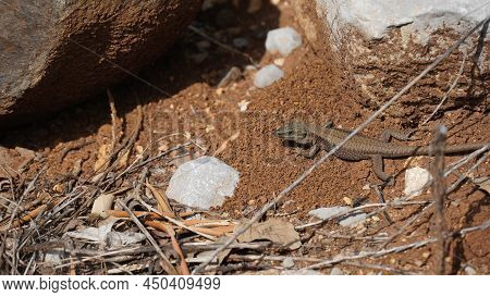 Phoenicolacerta Laevis, The Lebanon Lizard, Is A Species Of Lizard In The Family Lacertidae. It Is F