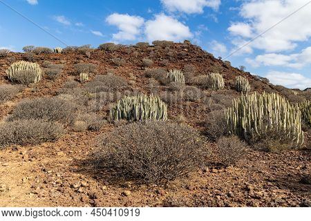 Cacti-dotted Landscape At Malpais De Rasca, Tenerife, Spain