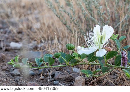 Flowering Plant Capparis Spinosa. White Flowers And Buds With Green Leaves. Vegetable Culture: Unblo