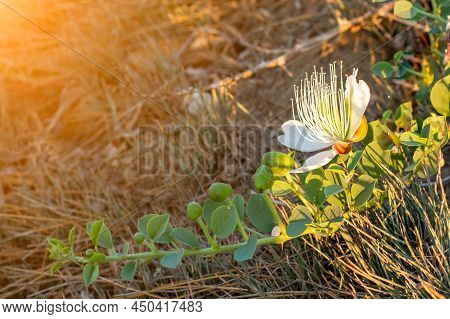 Flowering Plant Capparis Spinosa. Close-up Of A Single White Flower With Green Leaves. Vegetable Cul