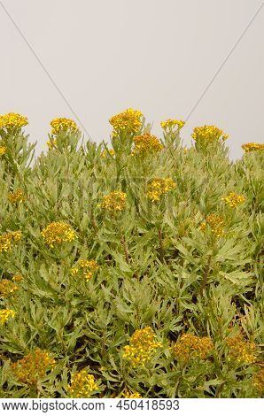 Plant Senecio Palmensis In Bloom. Las Nieves Natural Park. La Palma. Canary Islands. Spain.