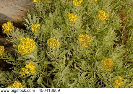 Plant Senecio Palmensis In Bloom. Las Nieves Natural Park. La Palma. Canary Islands. Spain.