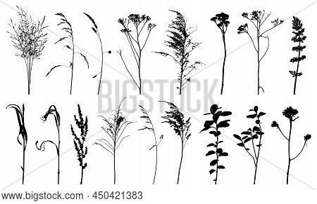 Weeds, Wild Plants In Field And Forest, Set Of Silhouette. Vector Illustration