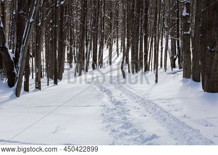 Snowy Path Through The Woods With Fresh Tracks