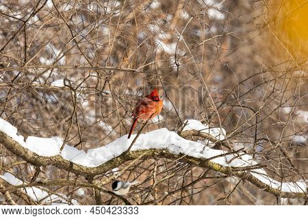 Red Cardinal Perched On Branch In Snow