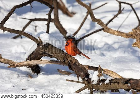 Red Cardinal Perched On Branch In Snow