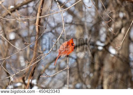 Red Cardinal Perched On Branch In Snow