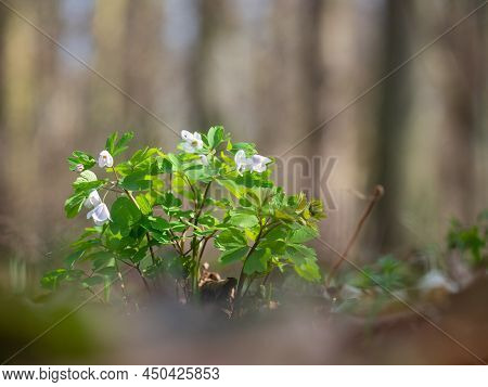 White Flowers Of Isopyrum Thalictroides Blooming In Forest, Spring Time In Wild Nature
