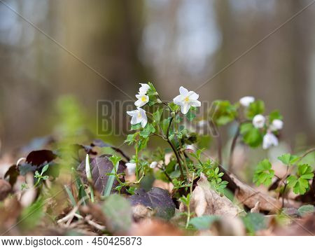 White Flowers Of Isopyrum Thalictroides Blooming In Forest, Spring Time In Wild Nature