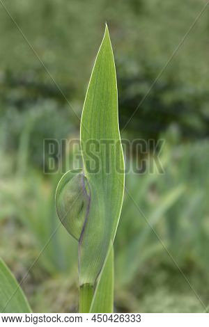 Tall Bearded Iris Tarn Hows Flower Bud