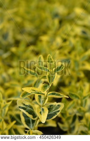 Wintercreeper Emerald And Gold Leaves In The Garden