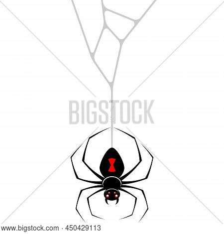 Black Widow Spider Vector Design, Spider Latrodectus Mactans, Arachnid With Cobweb.