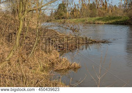 Large Dam Of The Eurasian Beaver On The Nidda River, Frankfurt, Germany