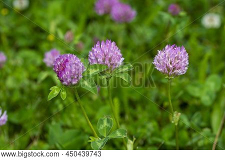 Trifolium Pratense. Wild Red Clover Meadow. Blooming Dark Pink Flowers. Close Up.