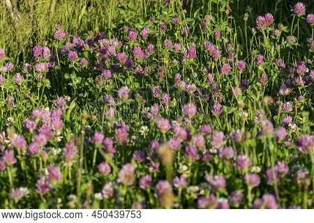 Trifolium Pratense. Wild Red Clover Meadow. Blooming Dark Pink Flowers. Close Up.