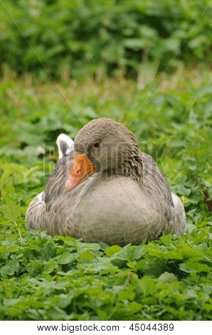 Graue Gans